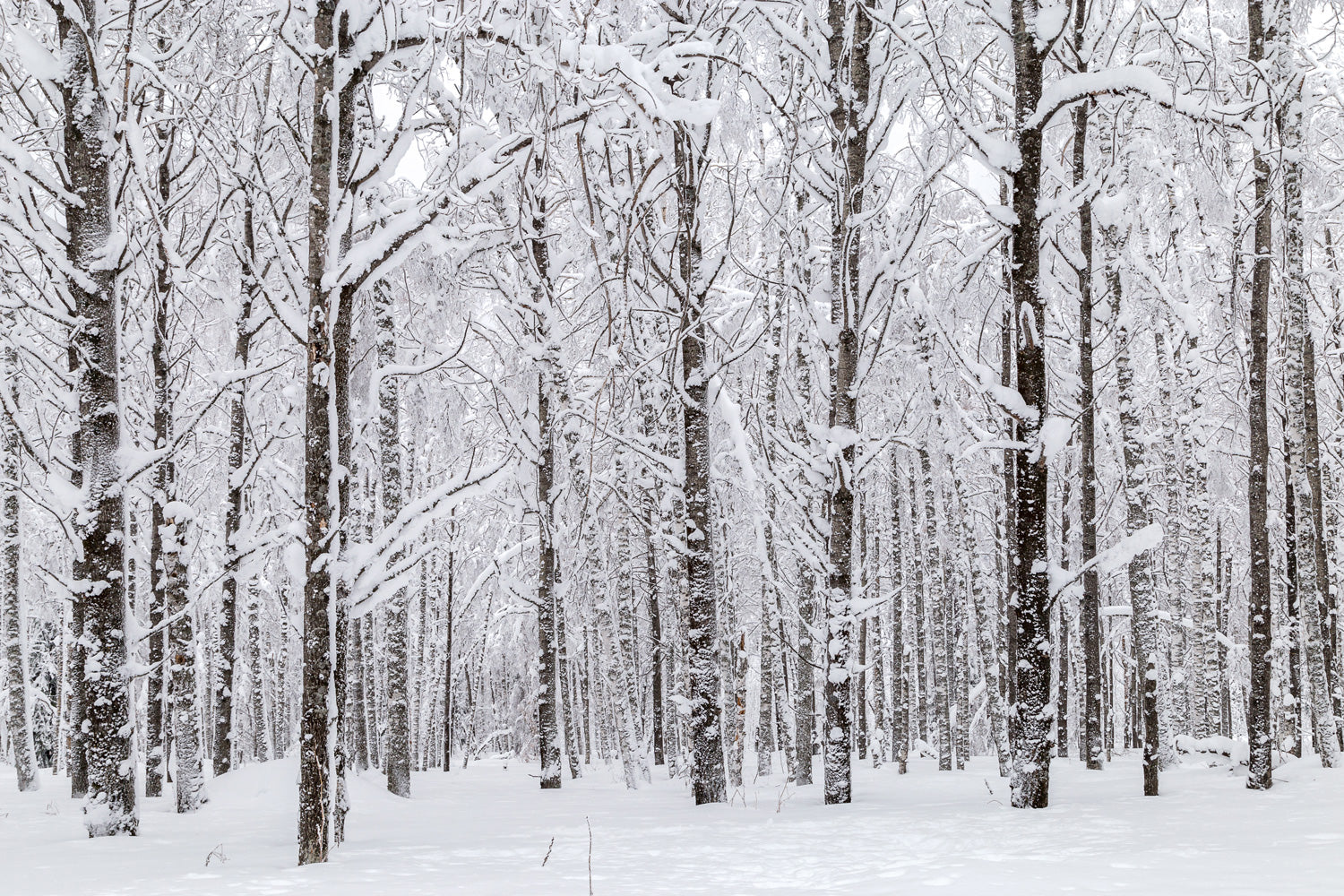 Winter Rustic Forest